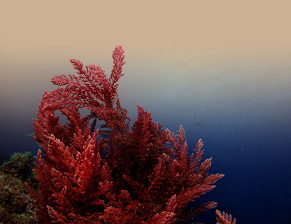 Aquamin F® Algenpulver, natürlicher Calciumkomplex