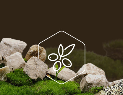 CyanthOX™50, der Super-Pflanzenextrakt