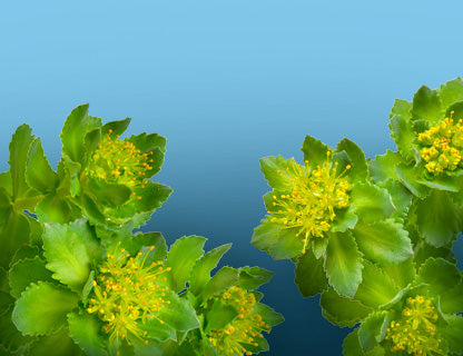 Die Pflanze für Fokus und Präsenz – so sagt es die Tradition