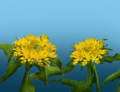 Warum nennt man sie „Goldwurzel“?